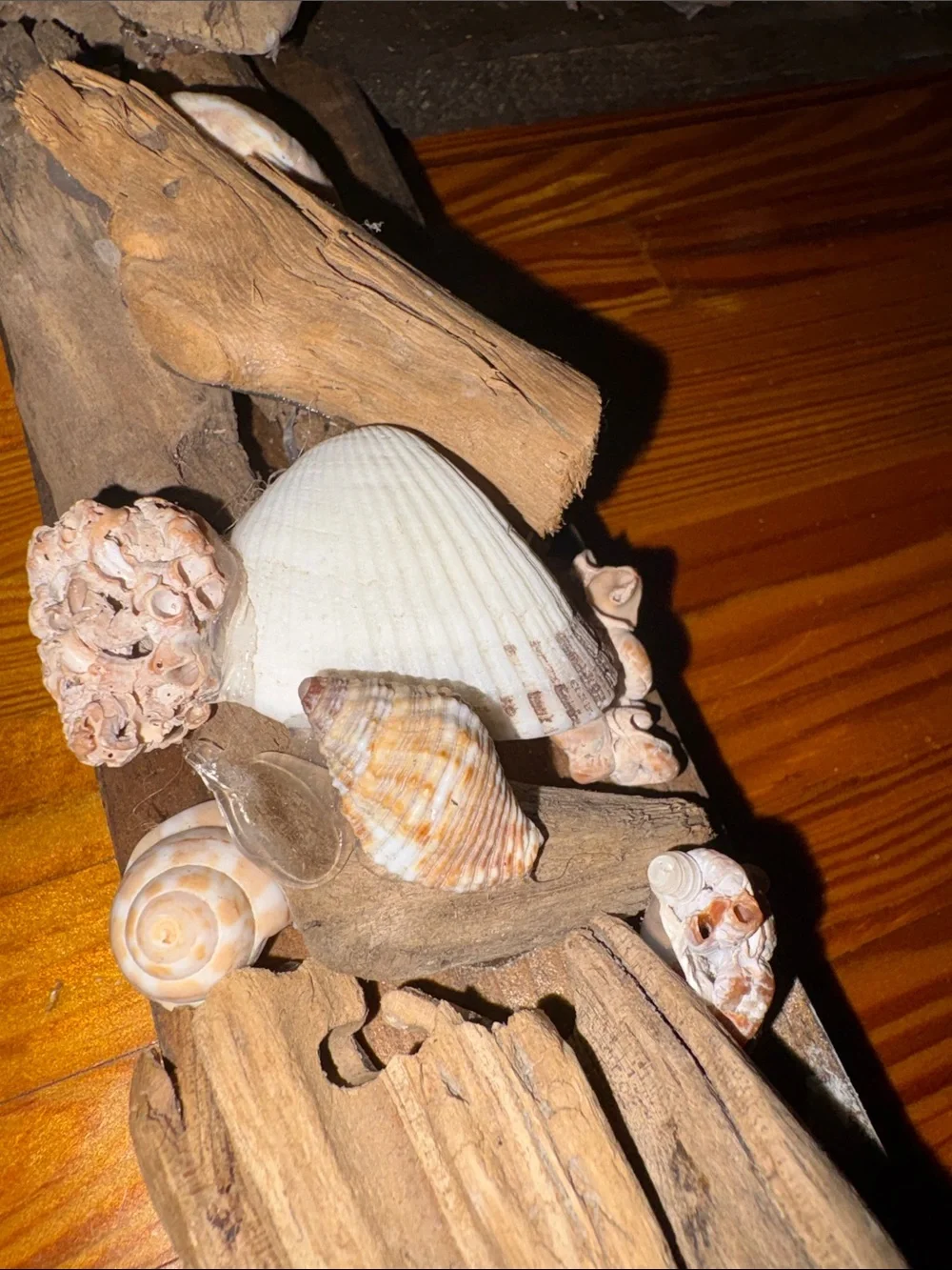 Real Driftwood & Seashell Decorative Photo Frame Handmade Coastal Nautical Decor